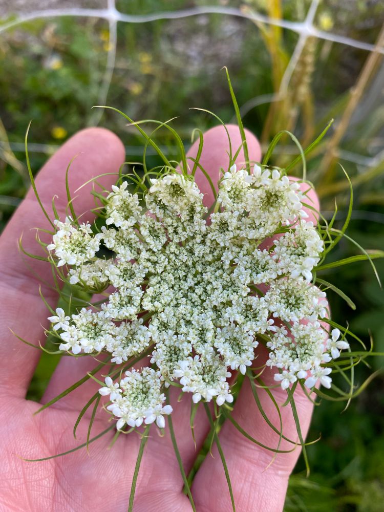 Carrot flower