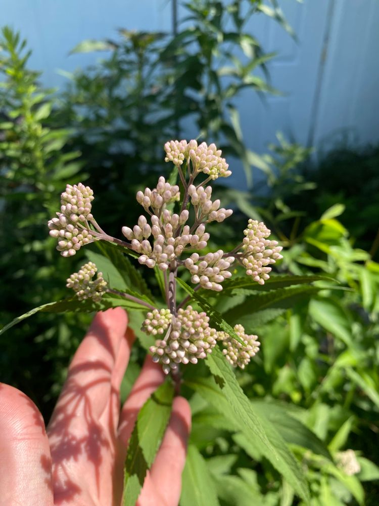 Close up of Joepye flower buds. Hand in the photo shows scale.