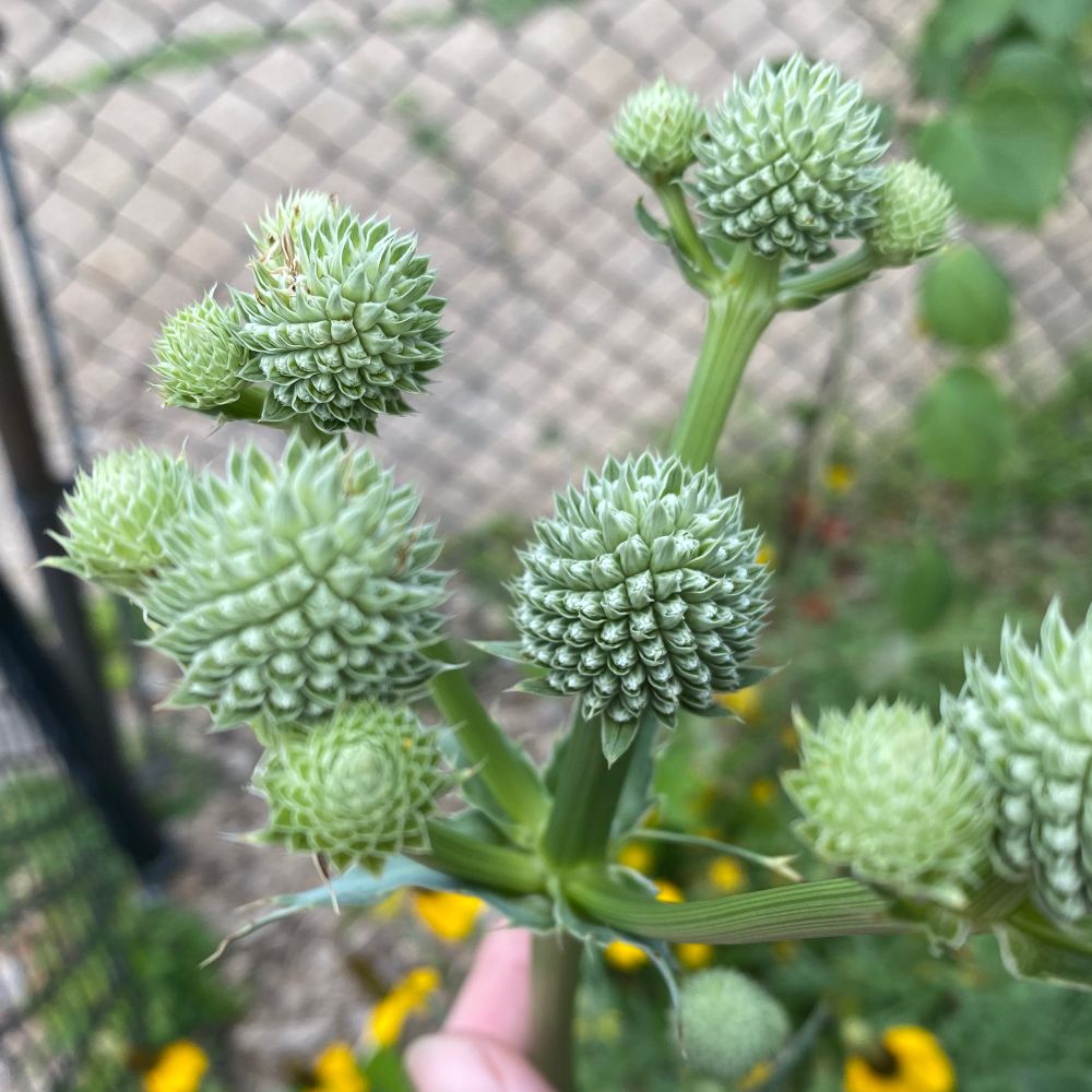 Native Rattlesnake-master in bloom. Flowers are unique with frosty green, spiky spheres