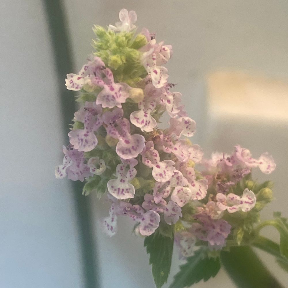 Catnip plant in flower, pale pink to white with fuchsia polkadots 
