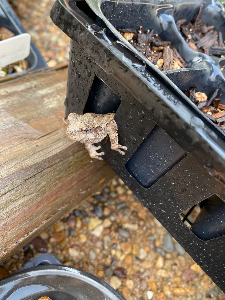 Gray Tree Frog peaking out of a plant nursery tray. On our urban farm