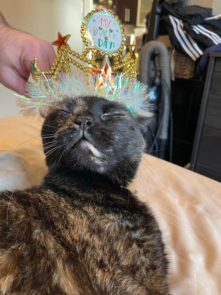 aurelia the tortie wearing a crown 