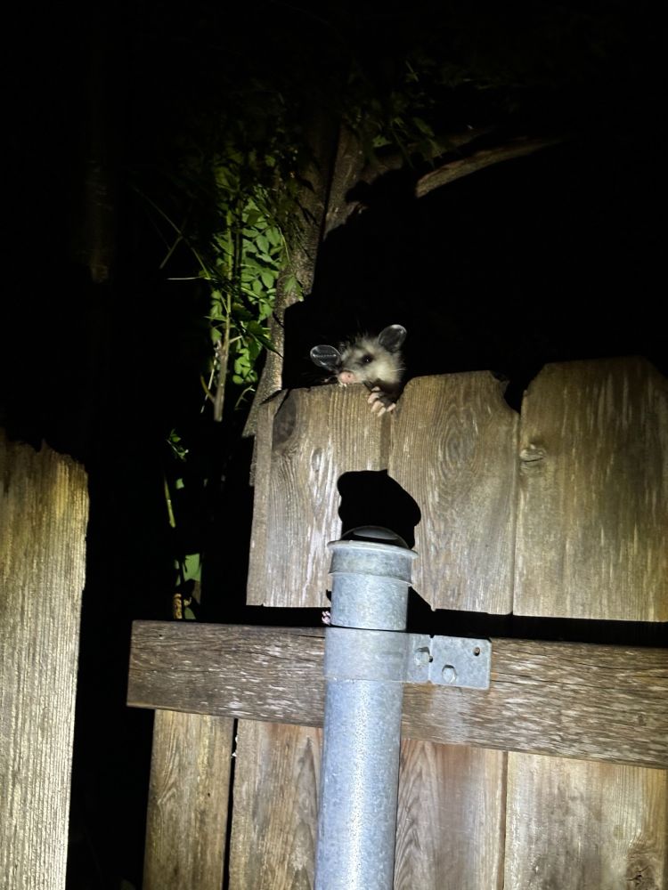 Cutie little possum peeking over the fence. It’s dark outside and he’s illuminated by a flashlight. 