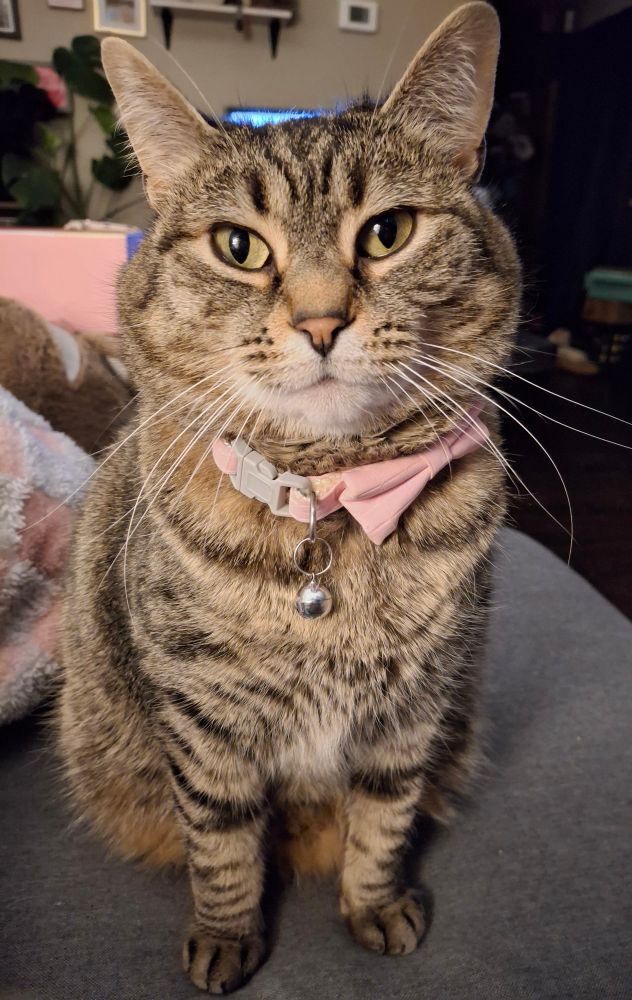 Photo of a stubby tabby cat sitting pretty for the camera. She is wearing a pink bow