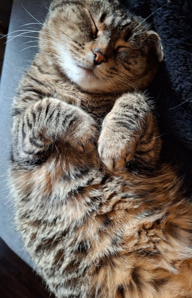 Photo of a tabby cat laying on a gray sofa on her back with her paws up and folded over. She's sleeping with one of her ears folded between her and the sofa