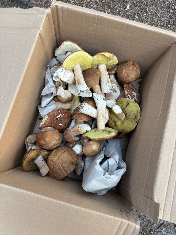 Eine Kiste voller Steinpilze