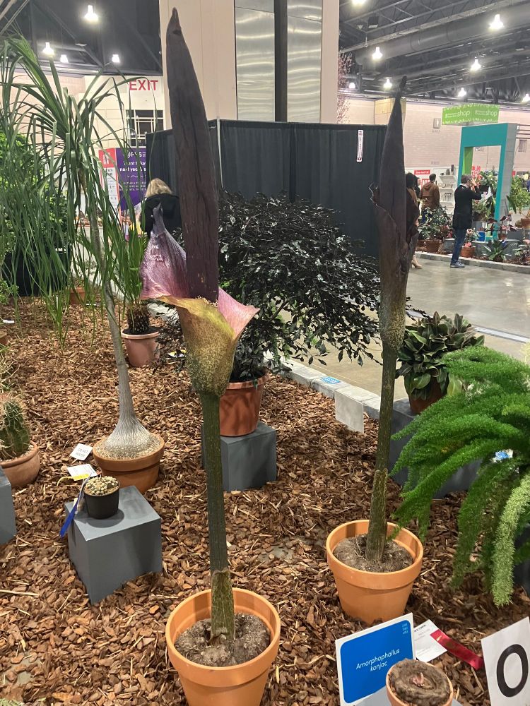 Two amorphophallus konjac about five+ feet tall