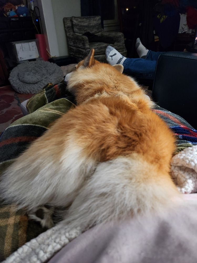 A sleeping pembroke welsh corgi, seen from behind. Her feet, aka toe beans, are peeking out from under her fluffy butt.
