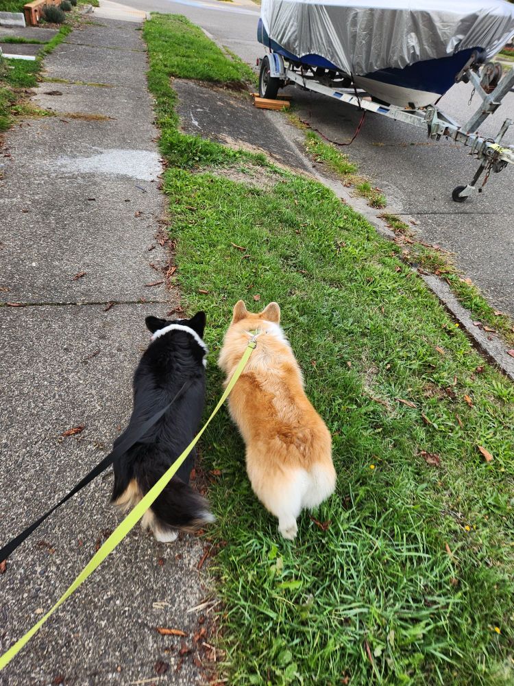 A black cardigan Welsh corgi and a red pembroke welsh corgi going on a walk. Corgi butts.