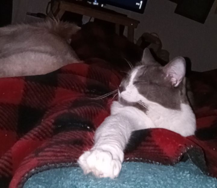 A sleepy grey and white kitty laying on a red plaid blanket, a fluffy white dog is asleep behind him