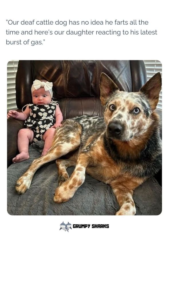 I think i need a deaf dog.....