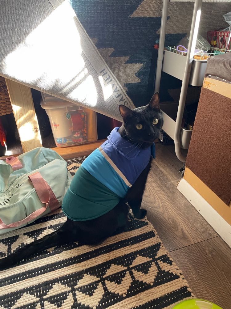 a gorgeous black cat wears a blue puffy winter vest and gazes at the camera as if he’s saying “i know how good i look in this”
