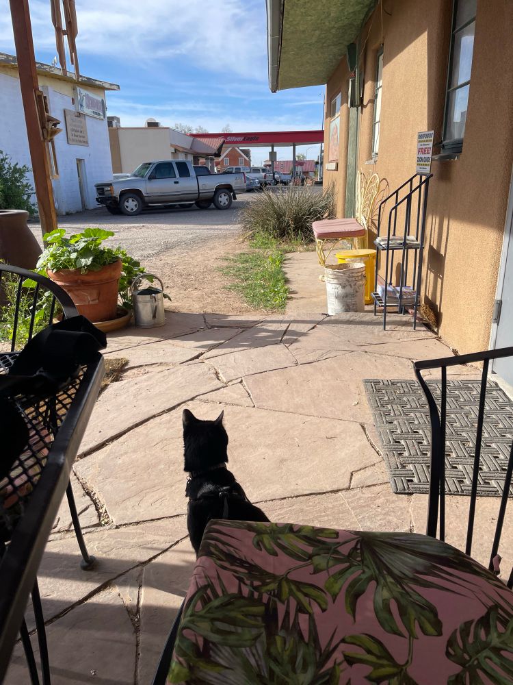 a black cat on a leash looks out to the parking lot of a coffee shop