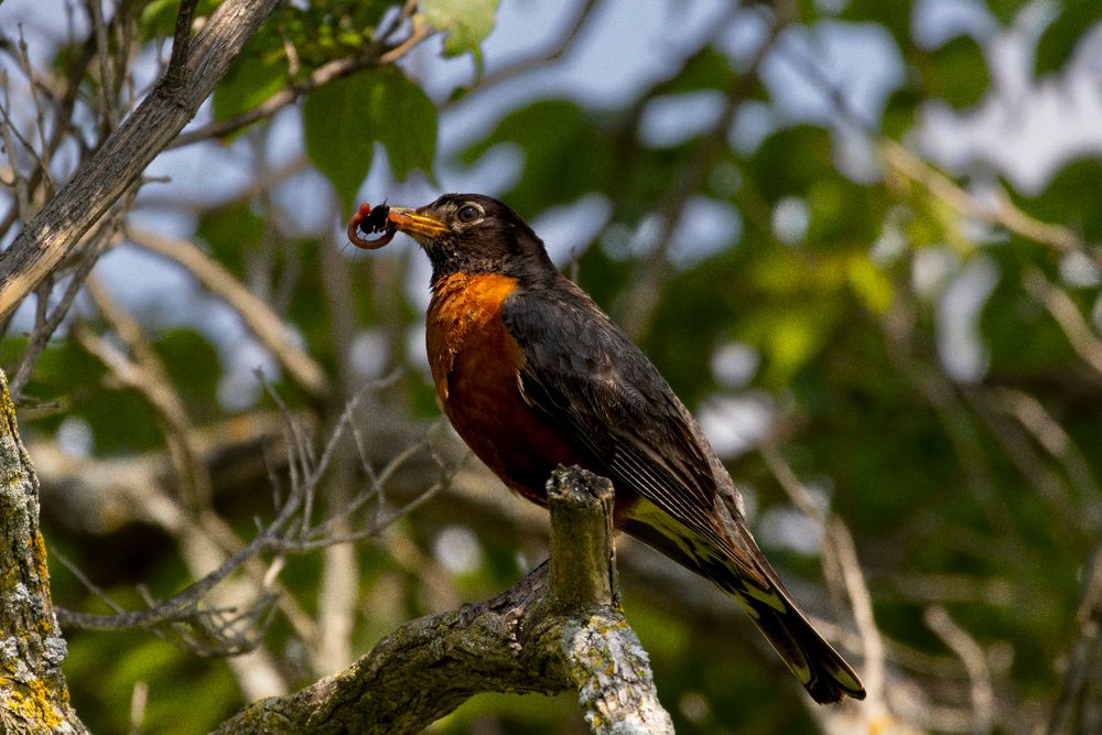Common American Robin perched on a tree limb with a worm and cricket suspended in it's beak.
