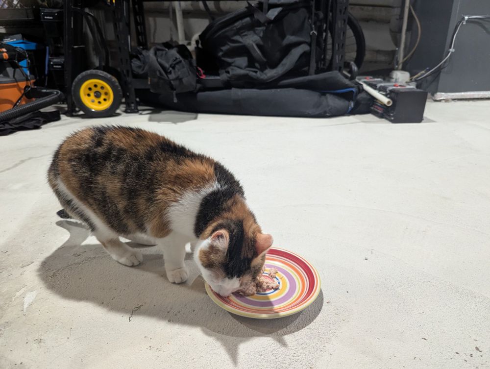 A small calico cat happily chowing down on a plate of food in an unfinished basement
