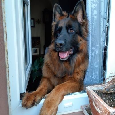 Ein altdeutscher schwarzbrauner Schäferhund steht aufrecht an einem offenen Fenster. Seine Pfoten liegen auf der Fensterbank und er guckt mit leicht geöffneter Schnauze neugierig nach draussen.