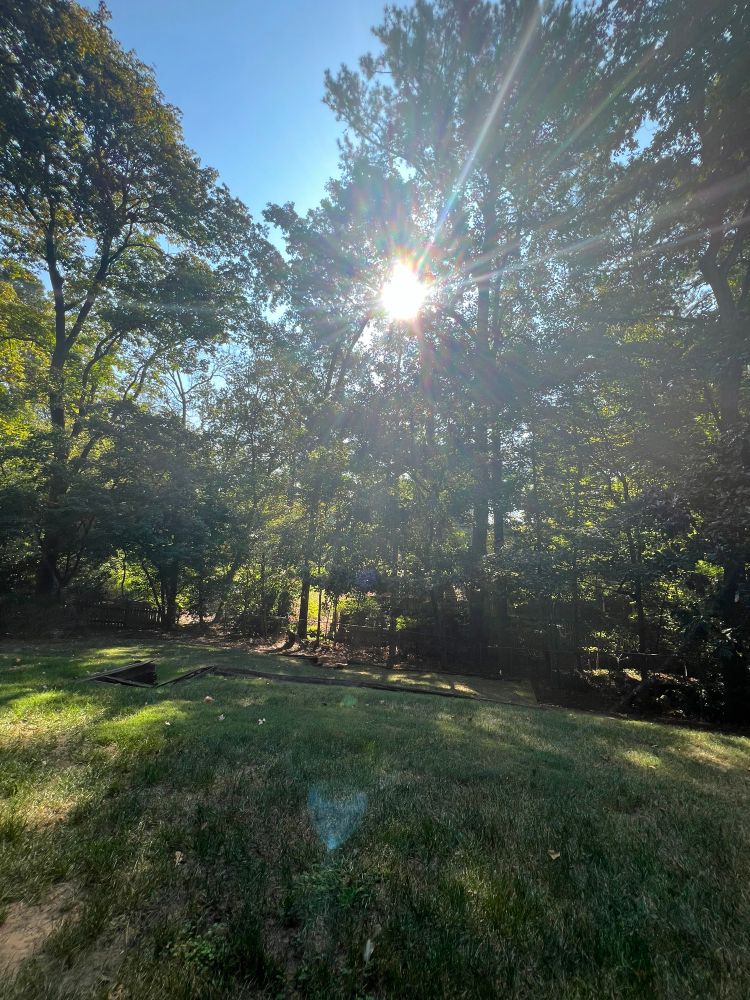 View of a patch of grass, trees, and sun peeking through. 