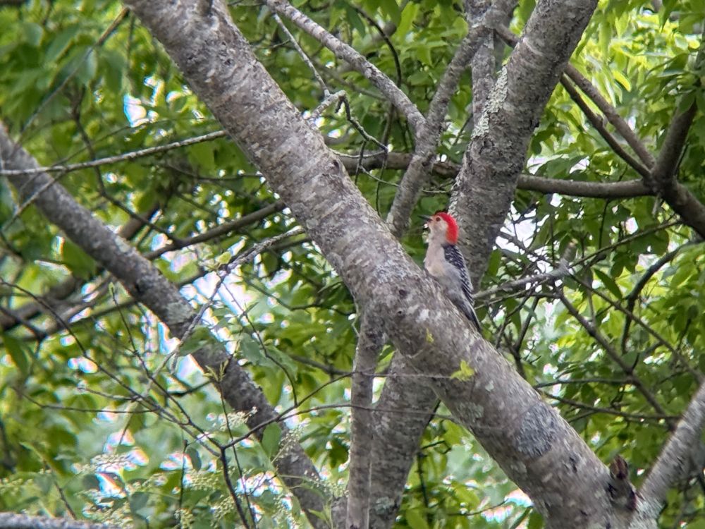Red bellied woodpecker on a large tree branch