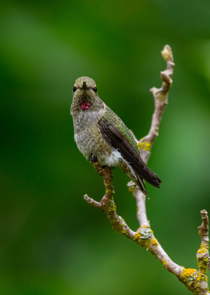 Face on close up of a hummingbird perched a bare twig. She had a small batch of red on her throat.