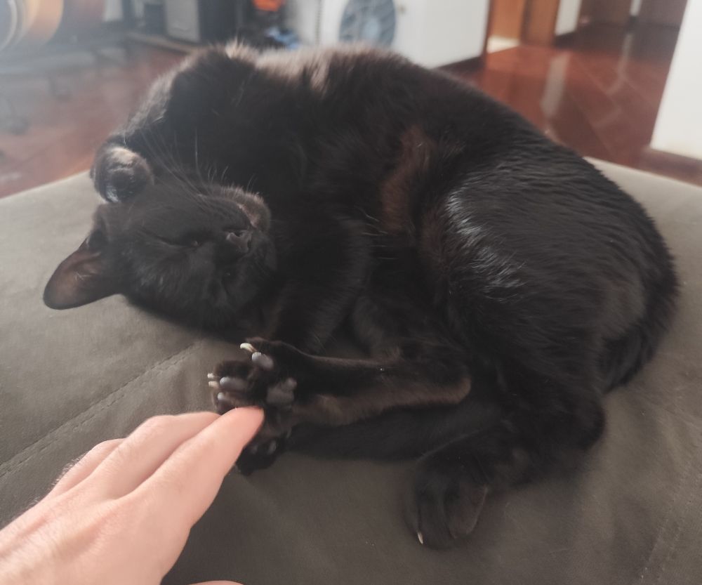 A black cat in a broken looking position with a smiling face