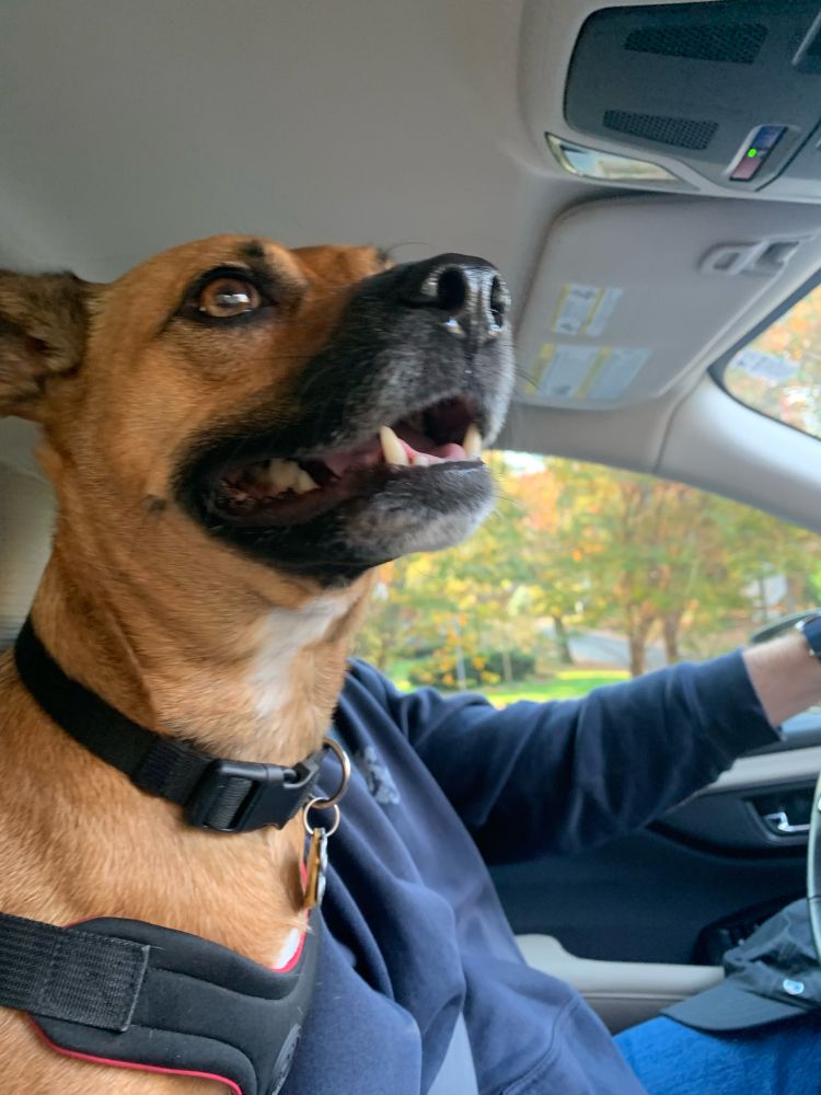 Hugo, an adorable toasted marshmallow colored patterdale terrier, copilots a car.