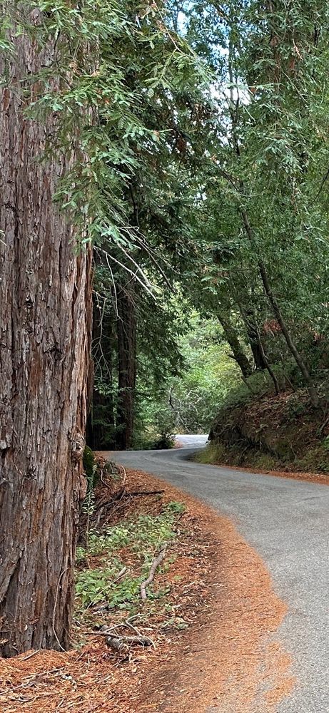 A winding, light gray Mountain Road near my home. The sides of the road have a bit of detritus from the trees scattered about, but the road looks nice as it snakes left, right, then left again and out of view about 200 feet away. The entire road is covered by a canopy of trees, and the picture is framed so that half a very large redwood tree trunk serves as the left side of the frame. Colors vary from the light and dark green of the trees to the browns of the tree trunks and redwood needles. Taken on a slightly cloudy and overcast today, but the sky just barely visible in the photo. 

I hope this description is of help to you. It's my first. Cheers! 