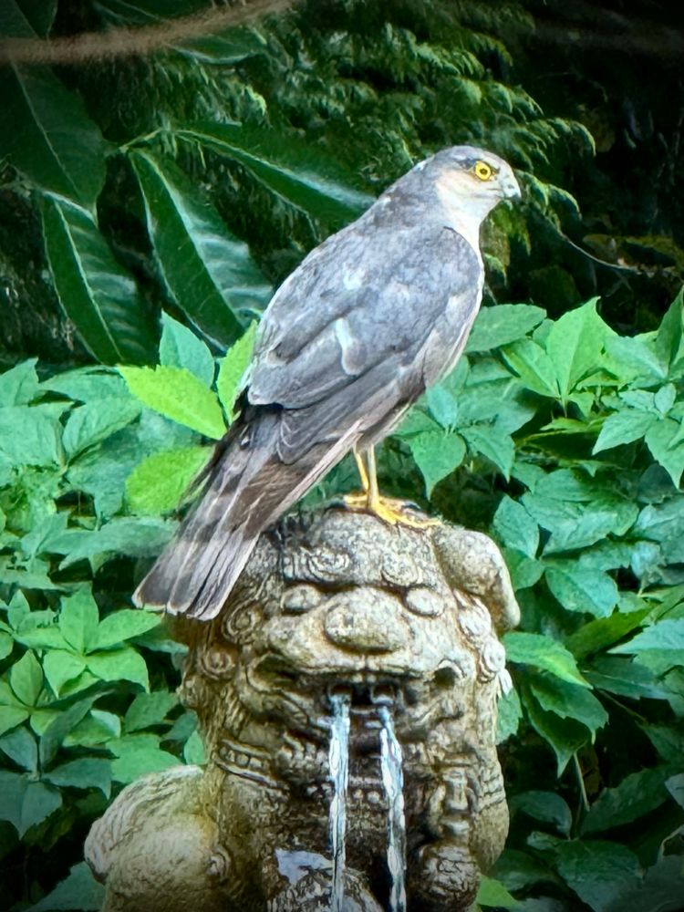 A Sparrowhawk perching on top of a fountain with green foliage in the background. 