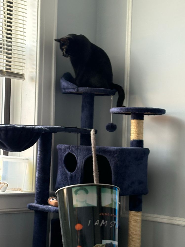 Black cat sitting on top of a blue cat tree