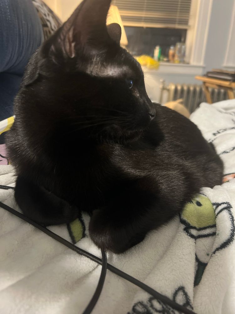A black cat with her paws tucked underneath on a white blanket
