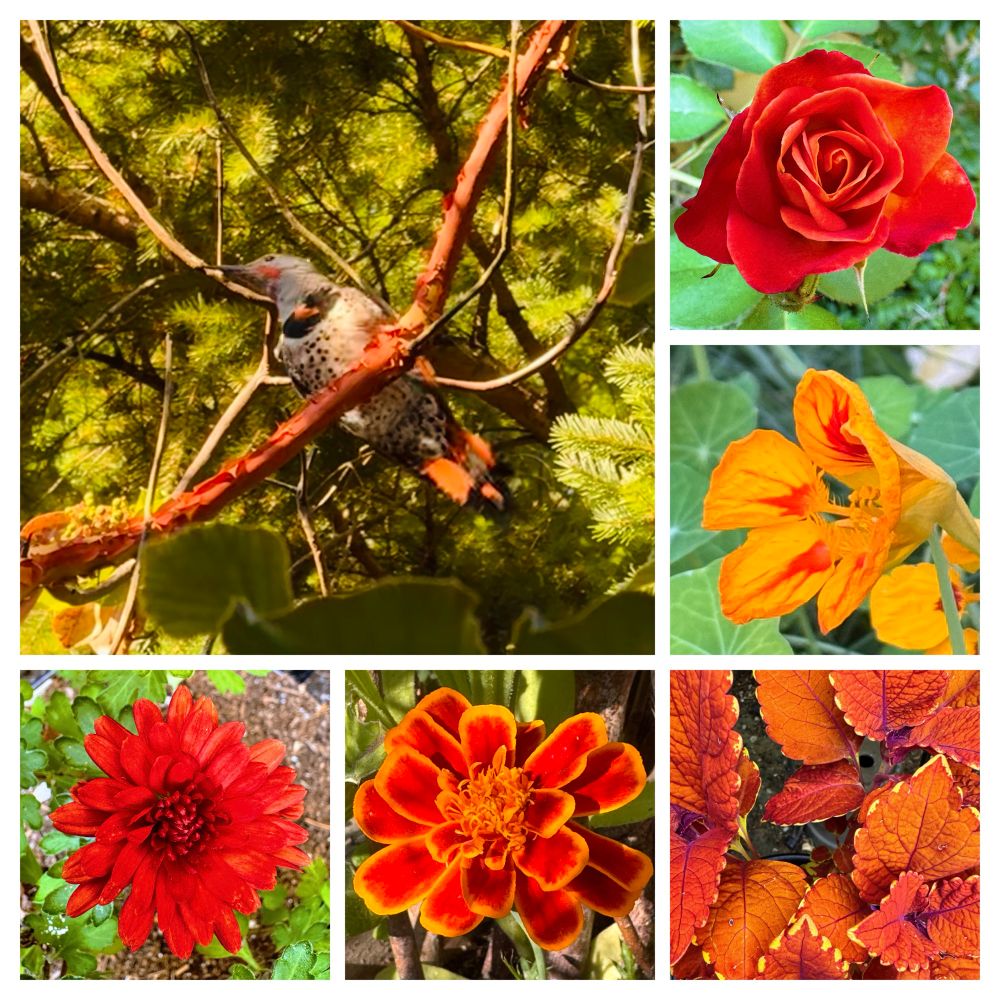 Clockwise: Northern Red-Shafted Flicker on a Madrone branch, seen from below; vermilion rose; orangey yellow Nasturtium with vermilion colored spikes on the petals; vermilion Coleus; French Marigold with reddish inner and yellow tips; orangey red mum.