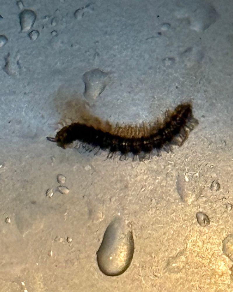 i think it's a tiny little baby house centipede, not more than 1.5 cm. it's stuck in my sink, you can see water droplets. it's head is arched upward, i think it's looking at me with hope in its eyes. "ayla-wan, you're my only hope"