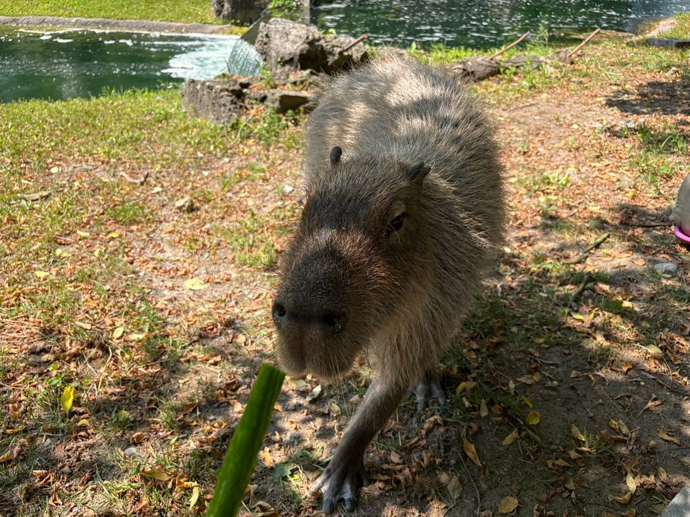 A capybara moving towards the camera, a single paw extended further than the other. A piece of cucumber is seen, likely enticing her to come closer.