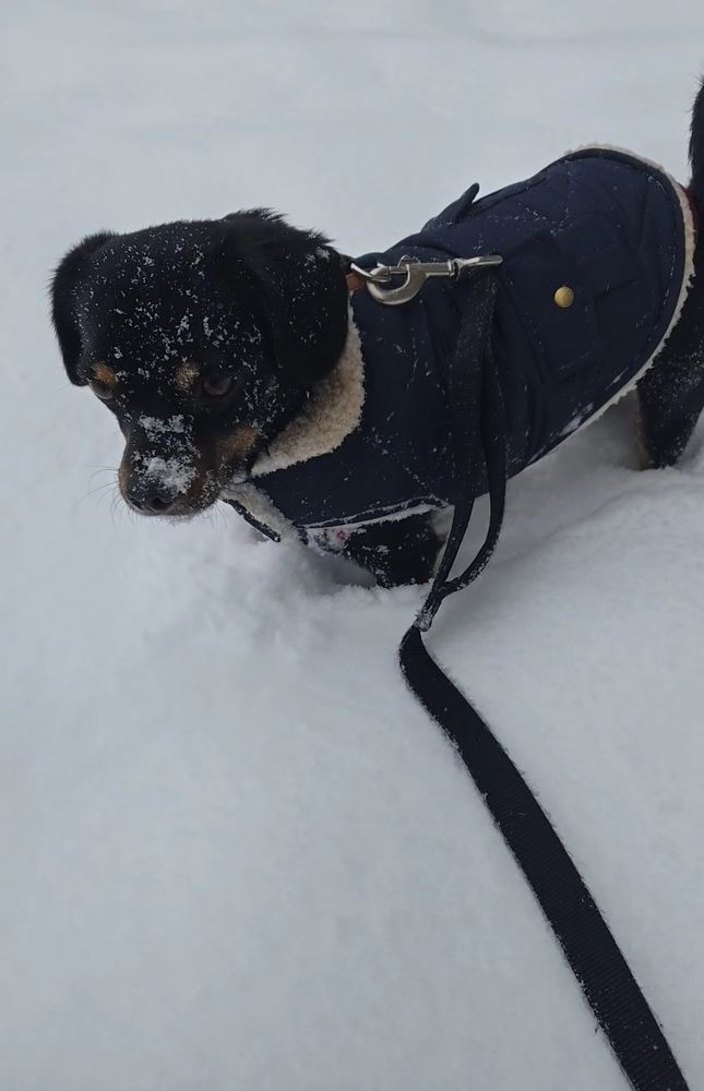 Puppy with his face covered in snow.
