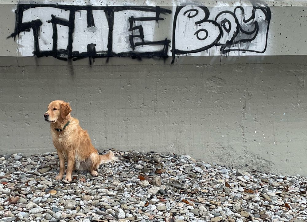 Dog in front of cement wall. Wall has graffiti with the words “the boy”