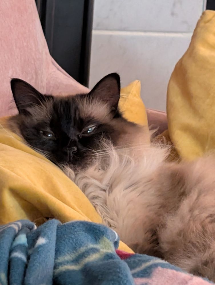 Billie, a cat, on a chair.