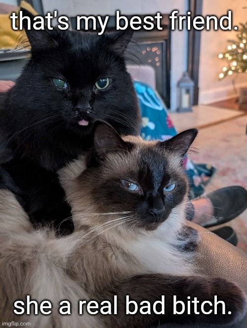 Picture of two cats. One blepping. Text says, "that's my best friend. She a real bad bitch.