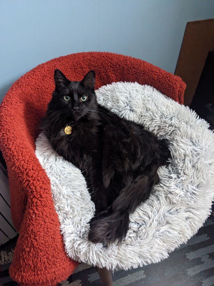 A fluffy black cat in a fluffy grey bed.