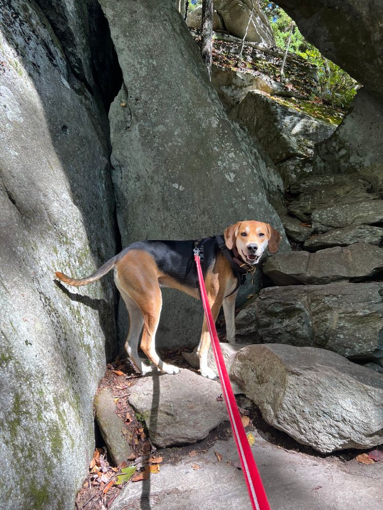 Oakley standing on a rocky stair way through the side of a mountain.