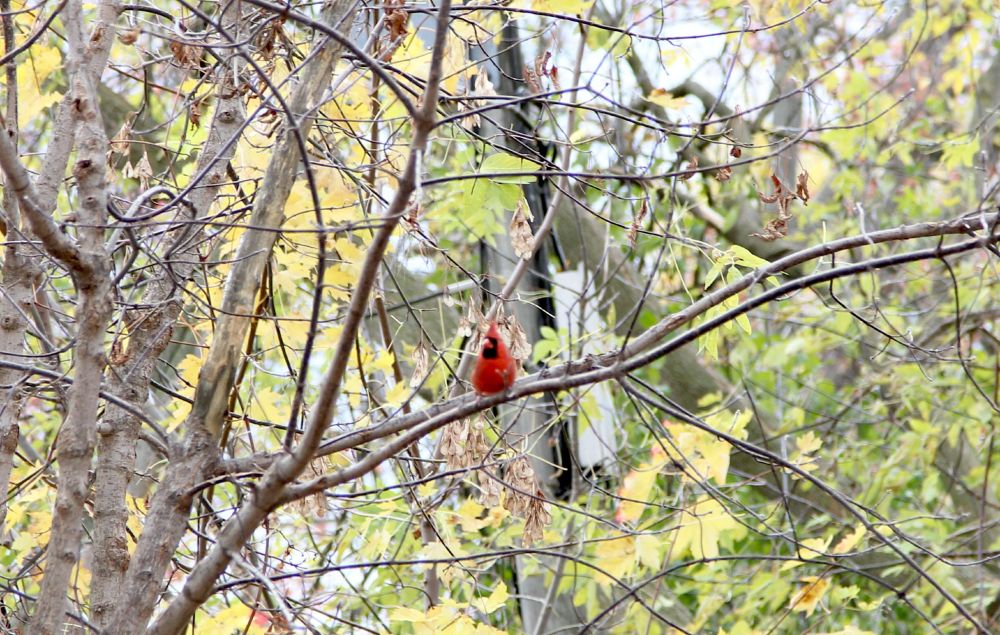 Bright red cardinal perched on a branch surrounded by yellow and light green leaves.