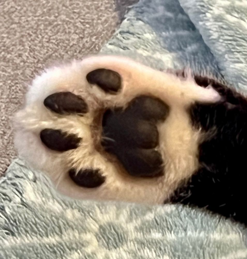 Wir sehen eine schwarz-weiße Katzenpfote. Die schwarzen Katzenballen sind dem Betrachter zugewandt.