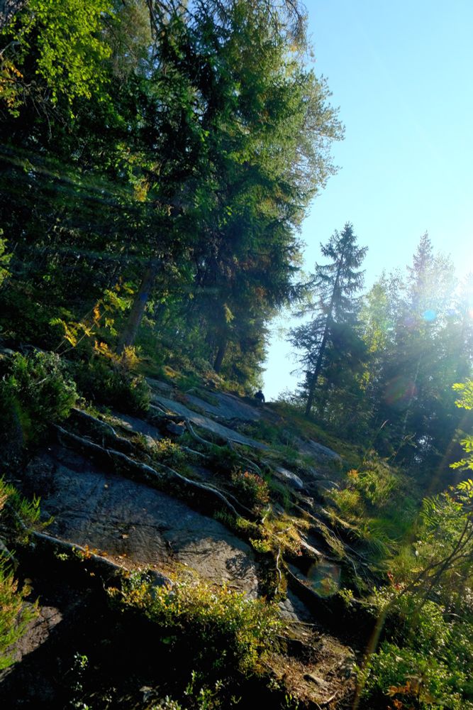A steep climb up a rocky hillside leads to the top of the ridge. Conifers, berry bushes, moss, and other plants push up between massive flat rocks, while tree roots snake across the ground, ready to trip the unwary. Sunlight filters through the trees, casting a dramatic lens flare across the picture. This is the moment when things on this trail start to escalate!