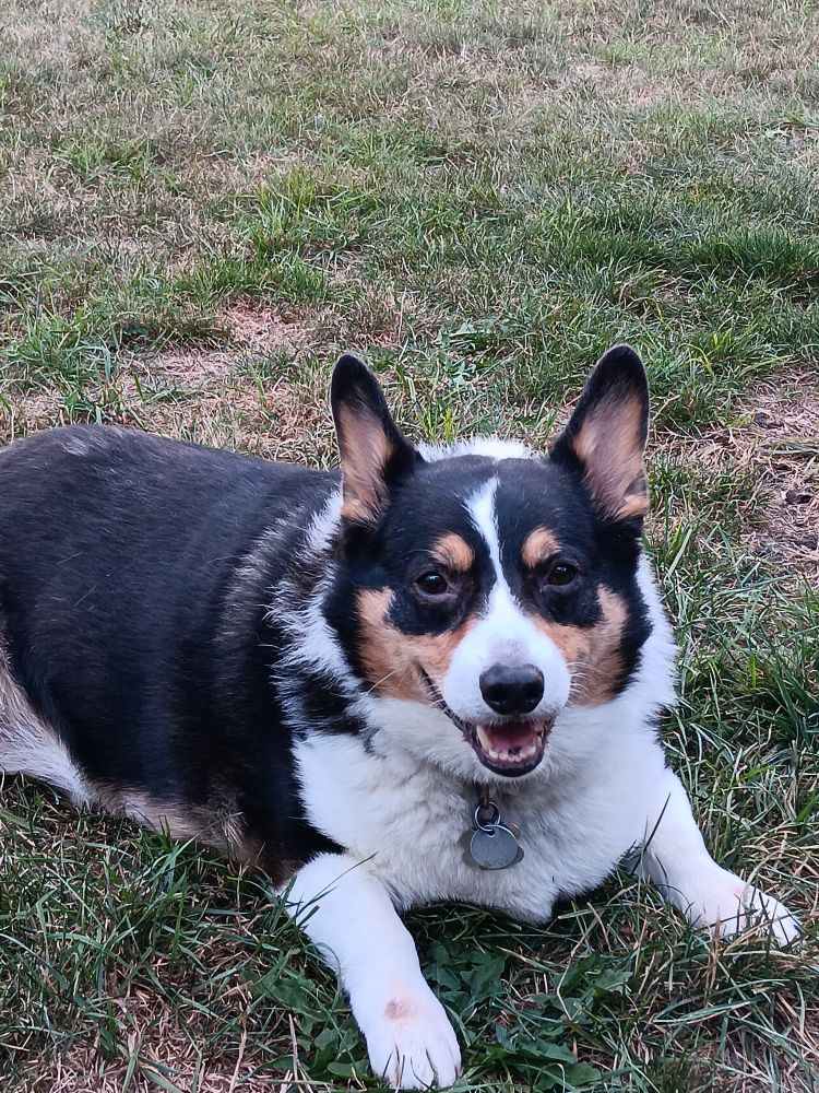 My corgi dog Merlin smiling while lounging on the grass