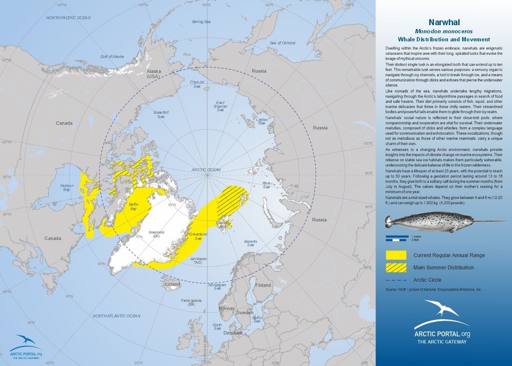 Map of Narwhal distribution from Artic Portal.org with yellow highlighted areas depicting narwhal range surrounding the cost of Greenland up near Svalbard island.