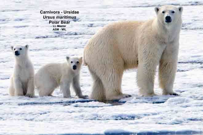 Photo of a mother polar bear with two cubs standing among melting ice. The mother is standing in front of her cubs on all fours paused in motion, while the cubs are more stationary – half crouched and sitting. All three are staring at the camera. Watermark reads: “Carnivora – Ursidae, Ursus maritimus Polar bear. Image by LL Master, American Society of Mammalogists, Mammal Images Library