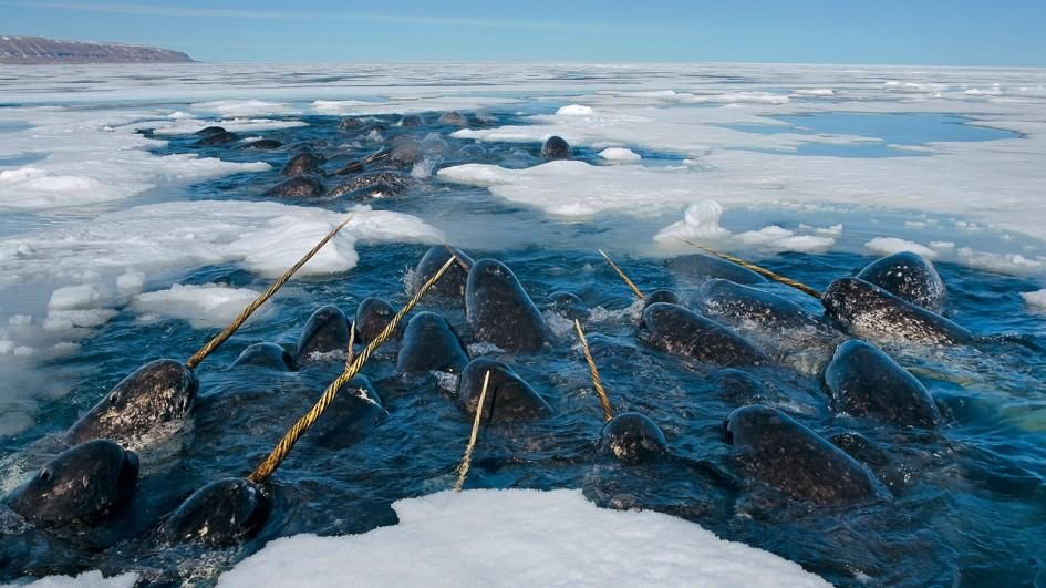 Photo of a large pod of narwhal all surfacing in the open water between large sheets of ice. The narwhal are all facing away from the camera and highly bunched together, many bumping each other in an effort to take a breath.