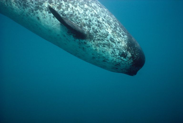 Underwater photo of the head of a female narwhal descending into the deep across the camera’s axis. Without a tusk, the whale has a blunt, flat face which rounds into the body which turns a speckled blue on white.