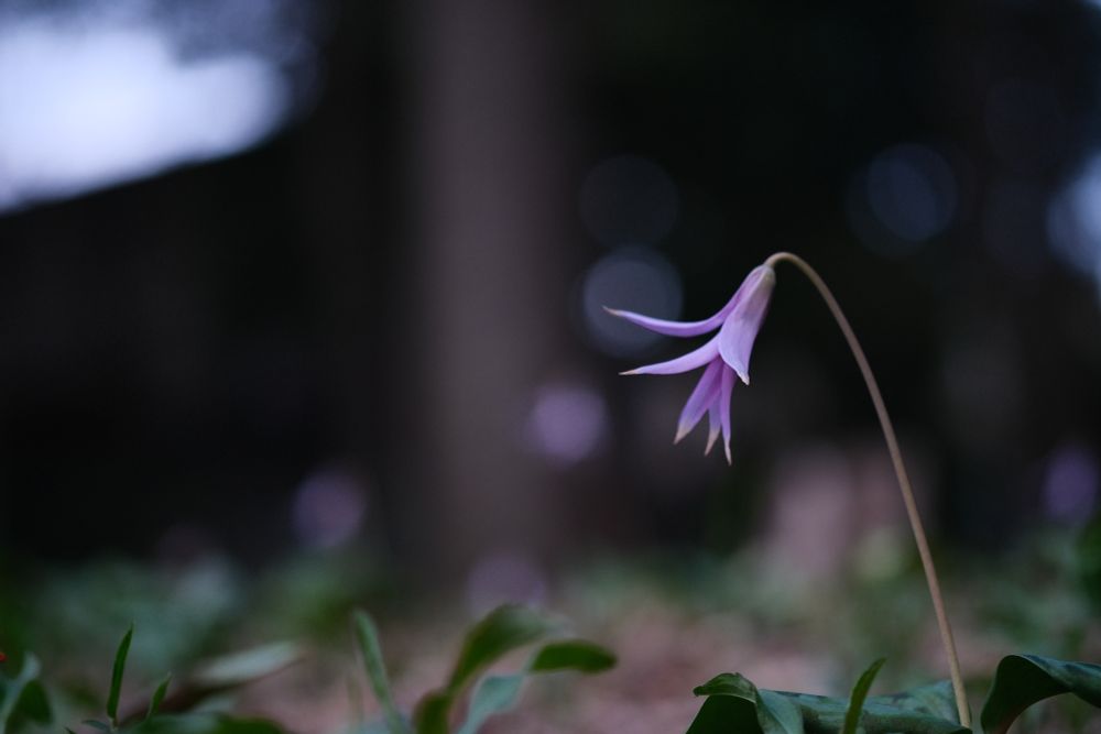A light purple katakuri flower. The background is a blurred forest.