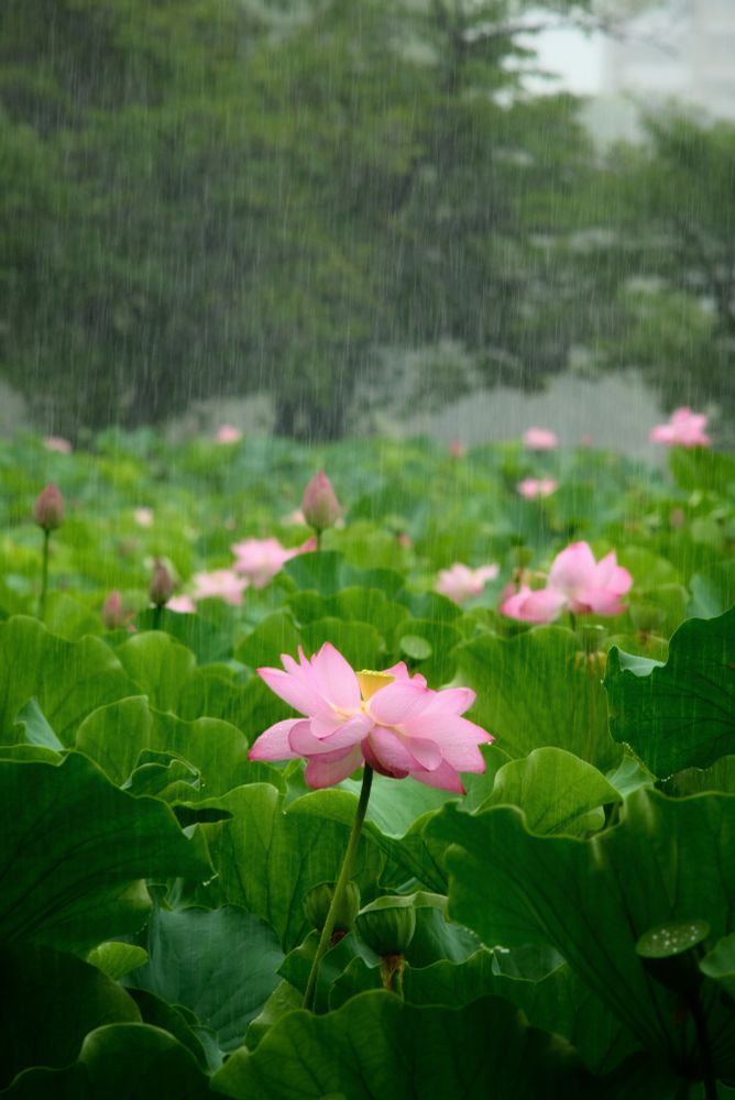 強い雨の中、蓮池から伸びる一輪が咲いている。
