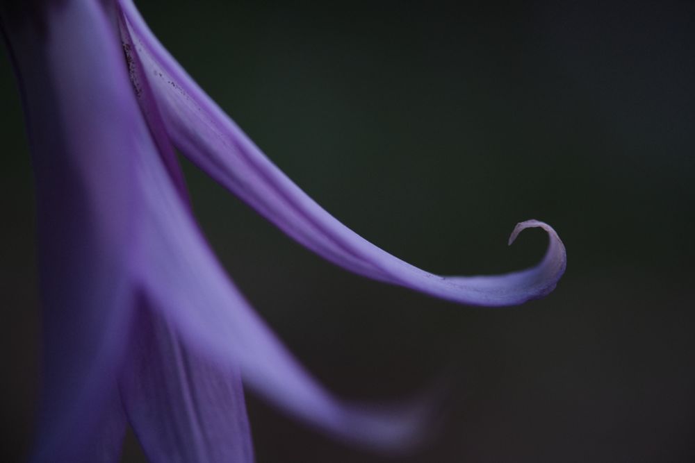 A close up o a purple katakuri, the end of one petal curled as if beckoning.