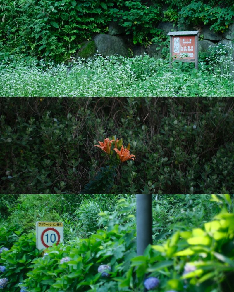 Three photos stacked top to bottom. The top one has a red sign on the right of a grassy field, the second has orange flowers in the middle of a hreen field, and the third has a speed sign with 10 in a red circle on the left surrounded by green hydrangea bushes.